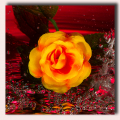 Róża główka 12 szt 4cm Orange